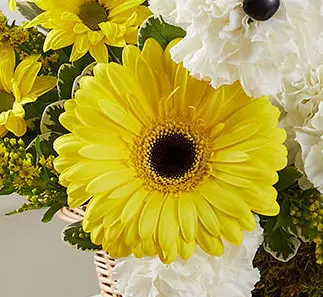 yellow gerbera daisy