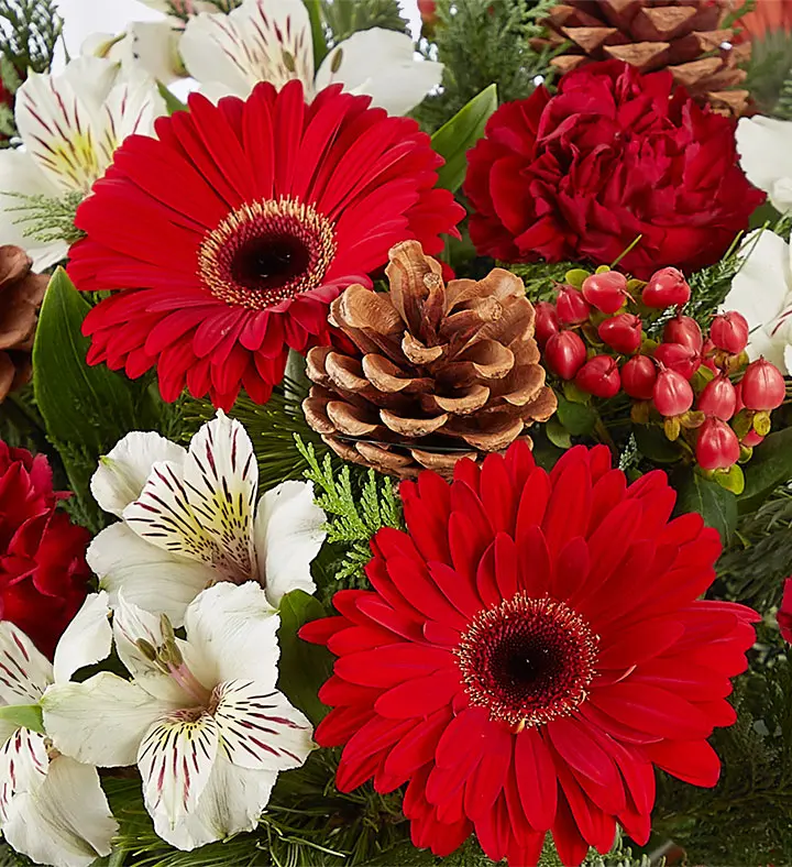 red gerbera daisy