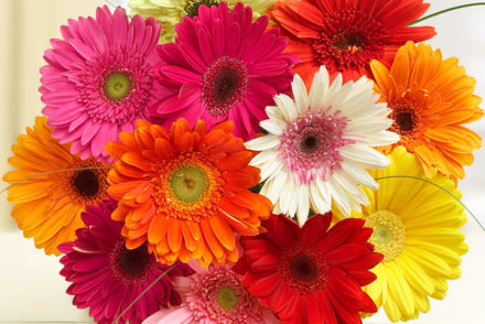 2020 Flower of the Year: <br> Gerbera Daisy