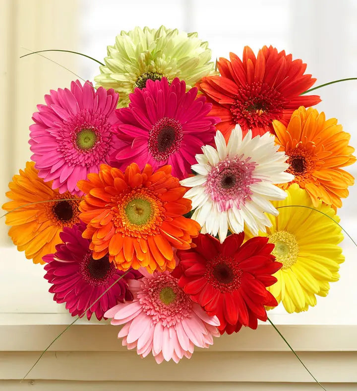 2020 Flower of the Year: Gerbera Daisy