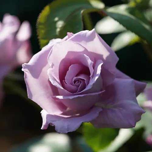 a photo of rose color meanings with a lavender rose