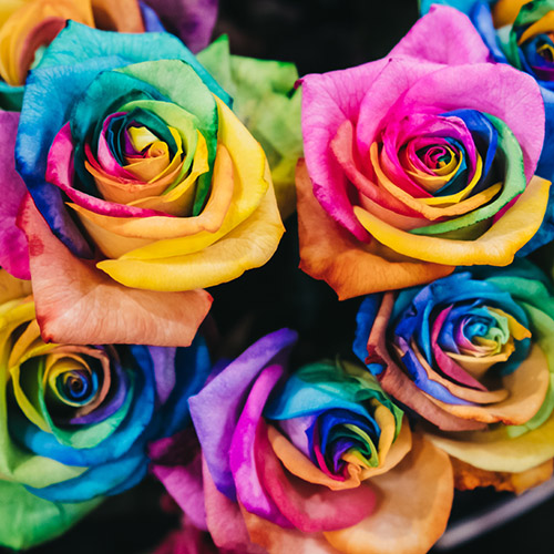 a photo of rose color meanings with kaleidoscope roses