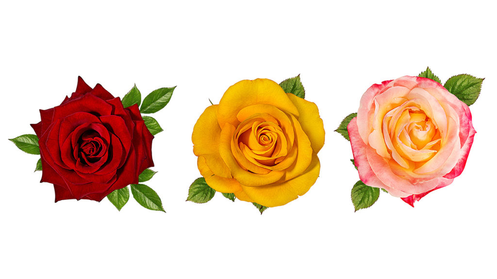 three-rose-types
