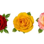 three-rose-types