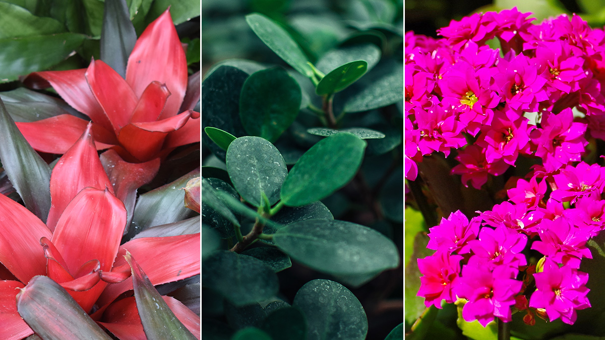 Winter Indoor Plants And Flowers