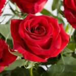 Significado del color rosa con rosas rojas.