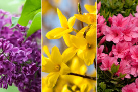 10 Popular Spring Flowers to Bring Life to Your Home or Garden