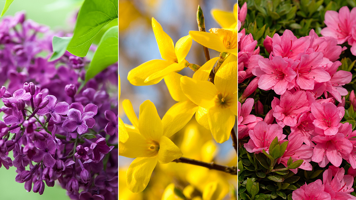10 Popular Spring Flowers