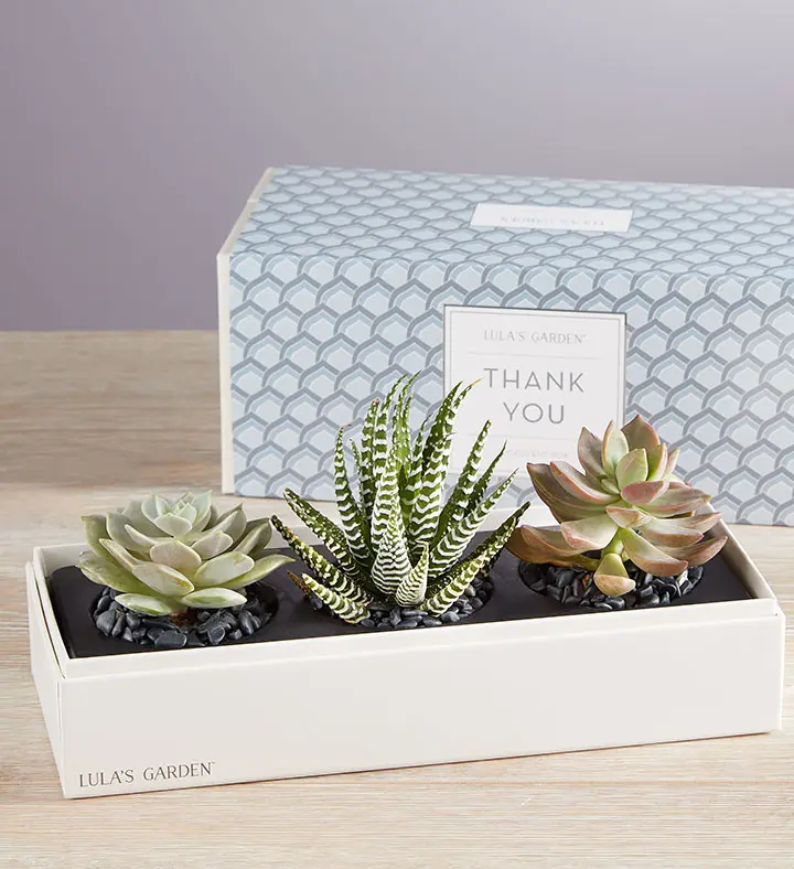 administrative-professionals-day-thank-you-lulas-garden-succulents