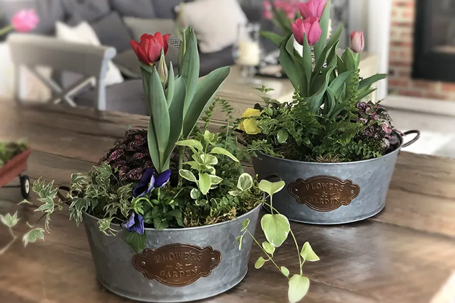 Photo of tulips growing in a container.