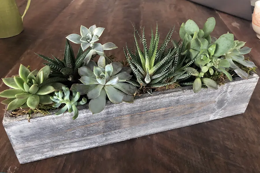 succulent cactus planter