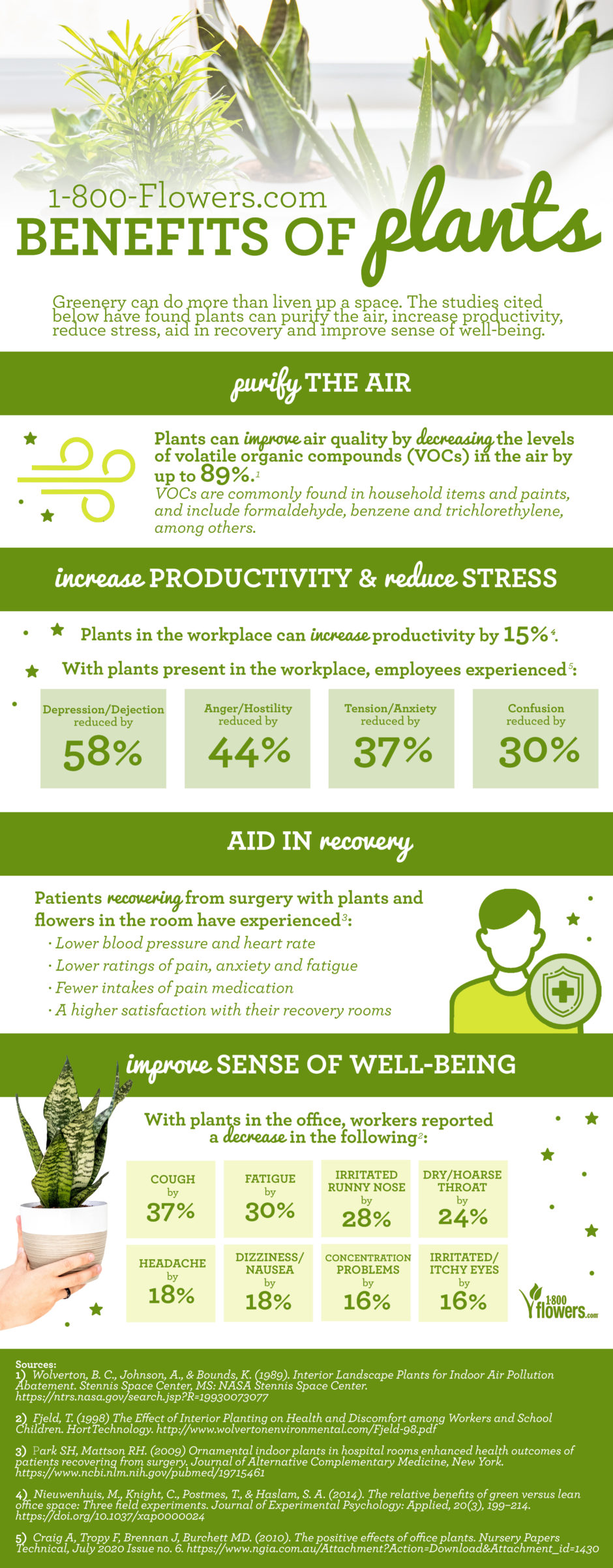 Health Benefits of House Plants Petal Talk