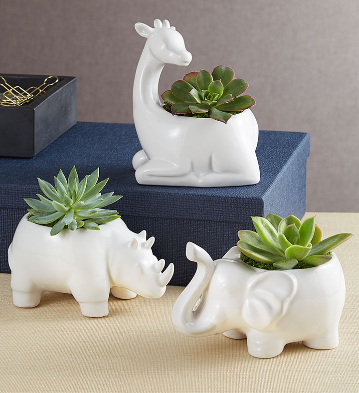 Succulent care with Safari Animal Succulents