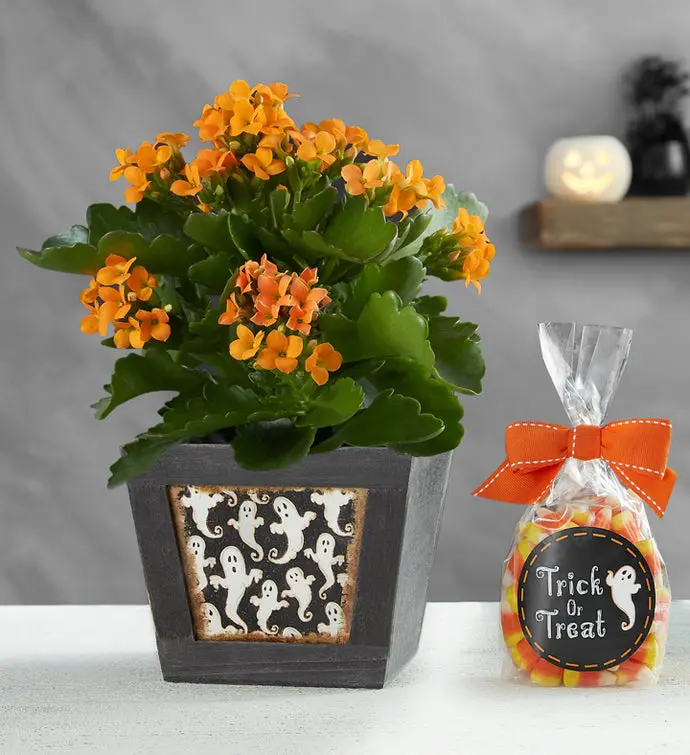 Trick or Treat Kalanchoe Plant