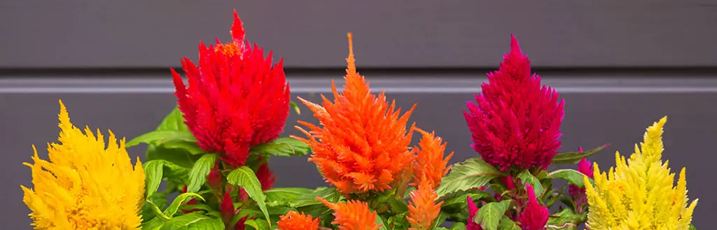 autumn flowers with celosia flowers