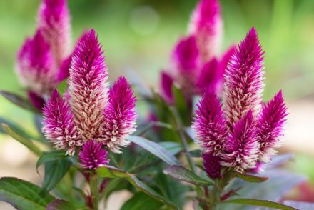 Celocia Flowers