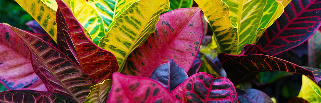 Croton flowers are a popular fall flower.