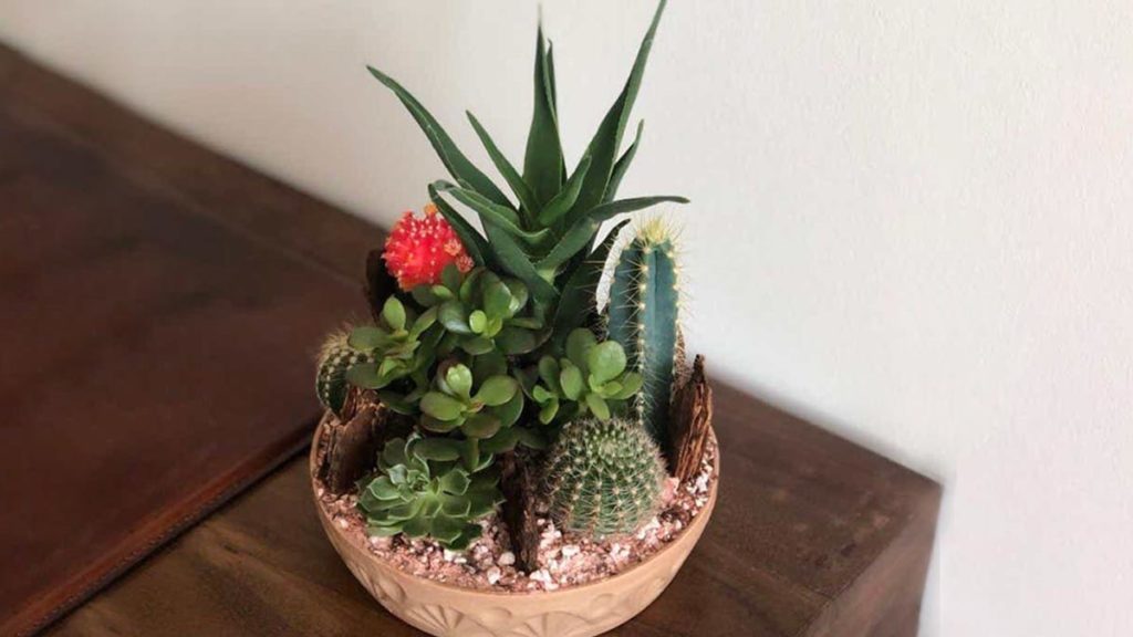 How to Keep Your Succulents Alive and Thriving