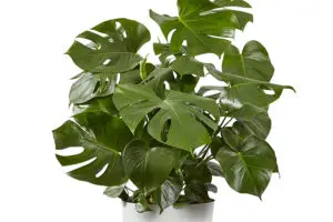 Monstera Deliciosa Floor Plant aka Swiss Cheese Plant and Best Plant Name Ideas