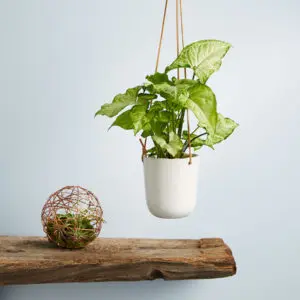 naming your house plants with Arrowhead Hanging Plant