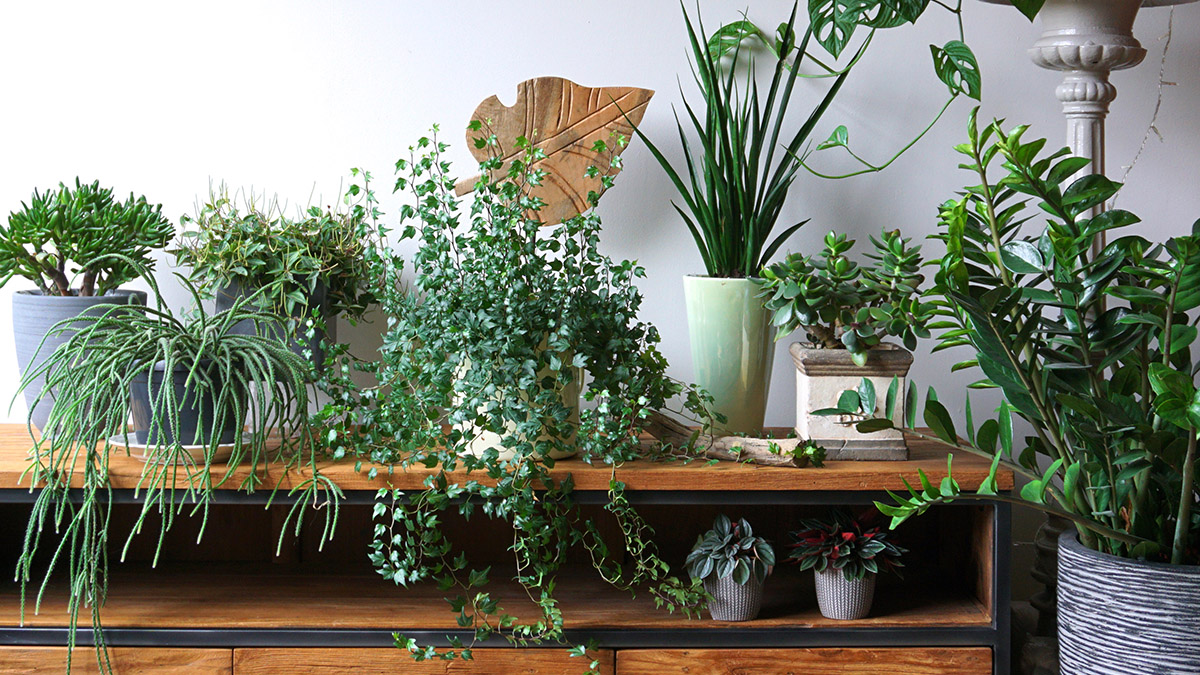 How to Choose a Container for Your Houseplant