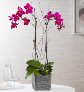 Tranquil Succulent Orchid Garden