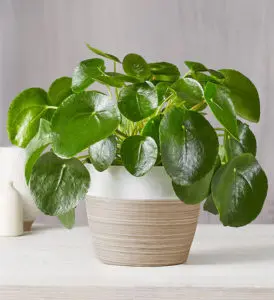 naming your house plants with Pilea Peperomiodes Plant