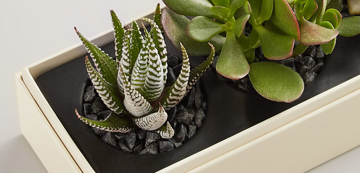 Succulent care with Succulents by Lula's Garden