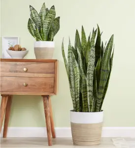 naming your house plants with Snake Plant
