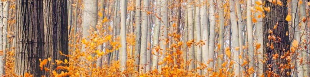 Orange leaves on trees