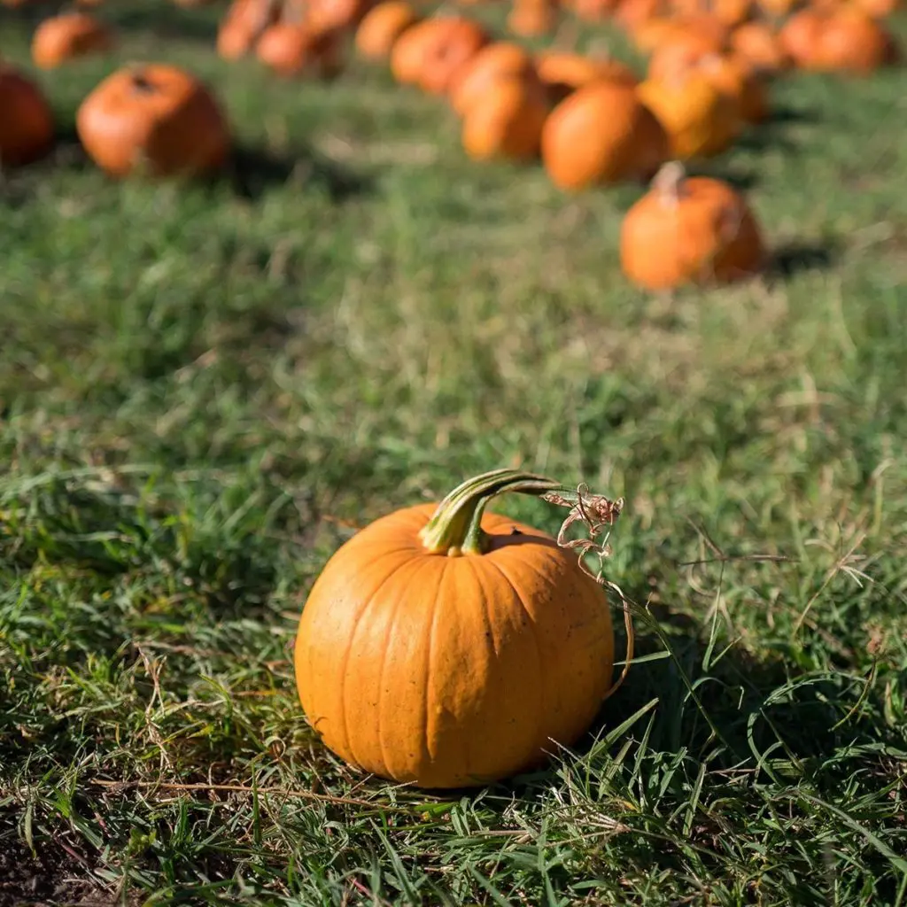 photo of fall activities with a pumpkin patch