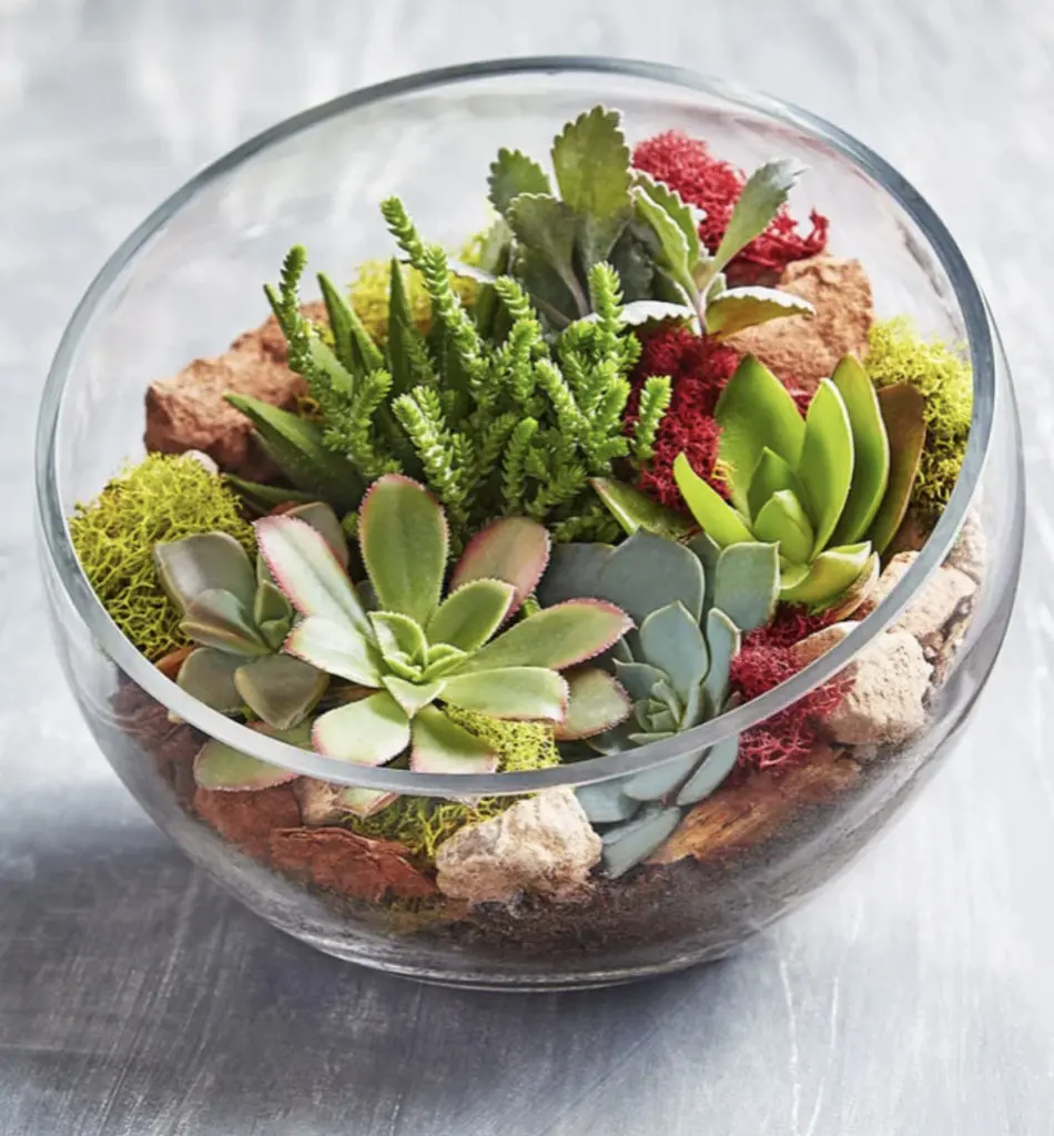 Glass succulent terrarium