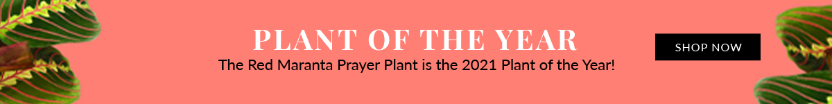 Plant of the Year award Banner Ad