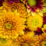 Photo of mums, a popular flower in summer -- and another reason to love September birthdays.