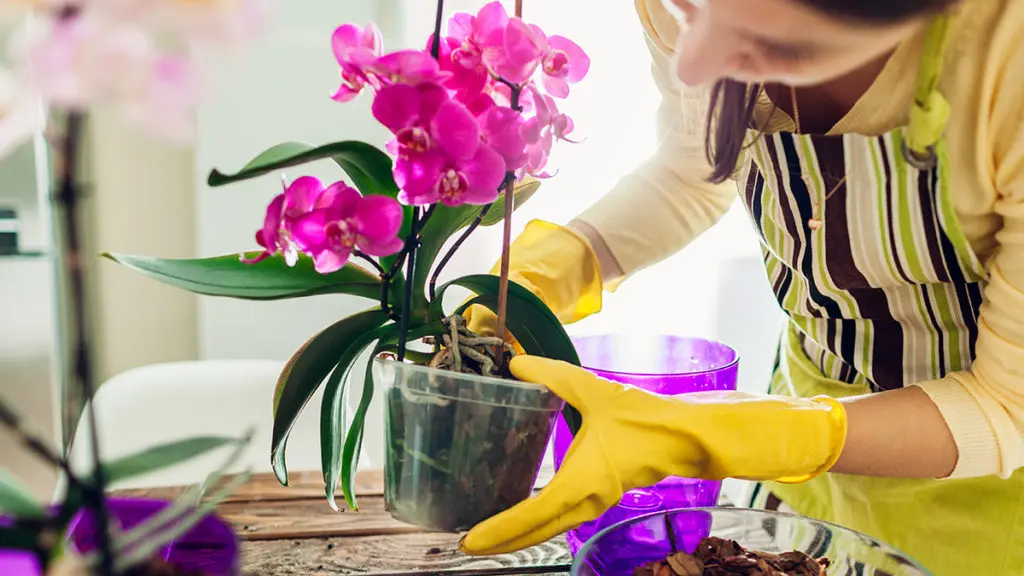 Learning to Care for Your First Orchid