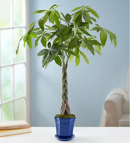 Money_Tree_Plant