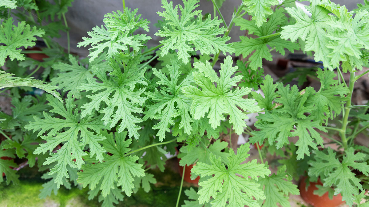 Citronella