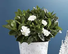 White gardenia plant