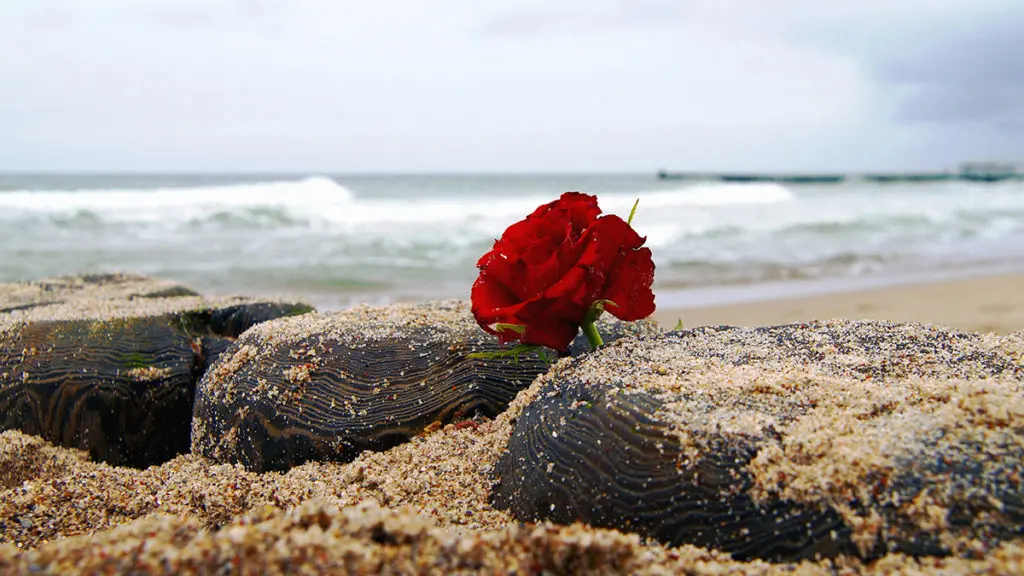 Red rose on beach