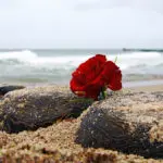 Red rose on beach