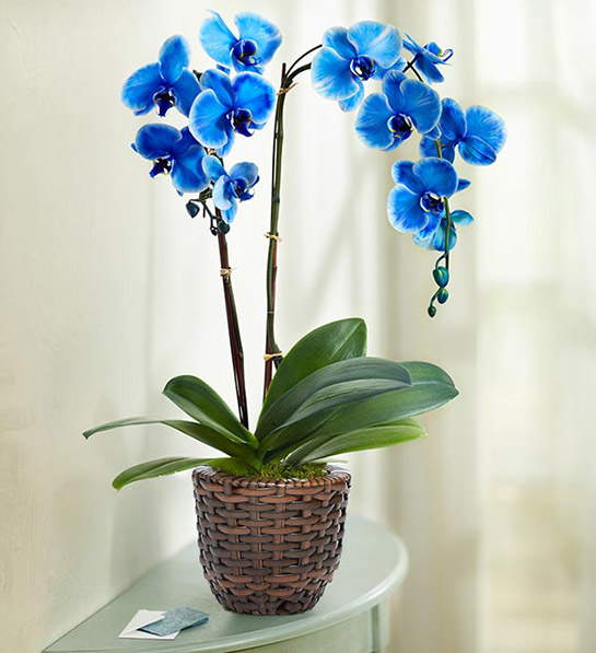 blue orchid