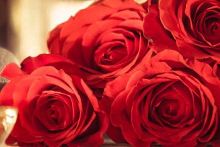 valentines-day-roses