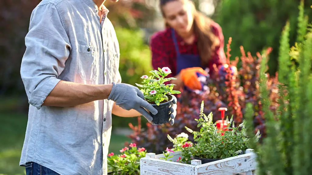 Man and woman gardening