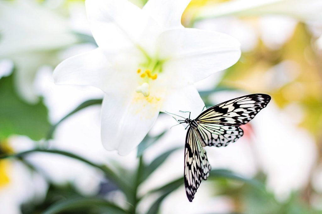 Mariposa en lirio de Pascua