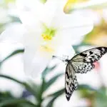 Butterfly on Easter lily