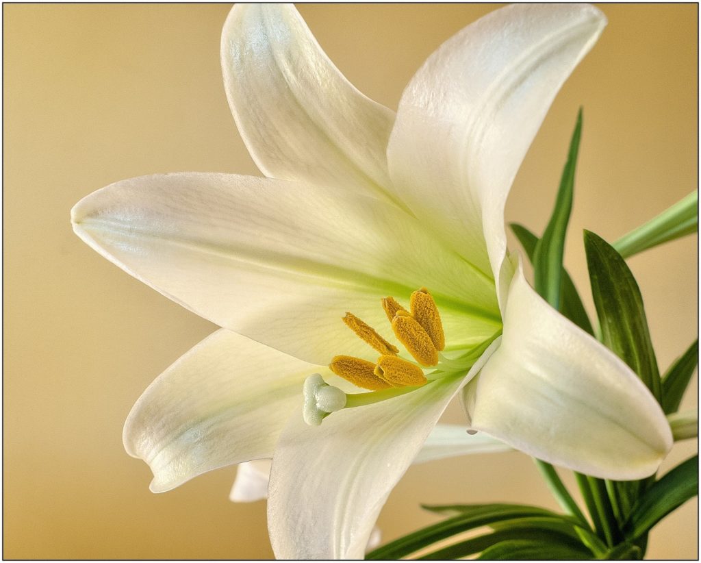 Easter lily