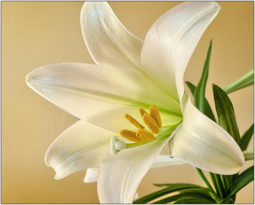 Easter lily