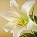 Easter lily