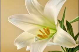 How the Easter Lily Became the Most Popular Easter Flower