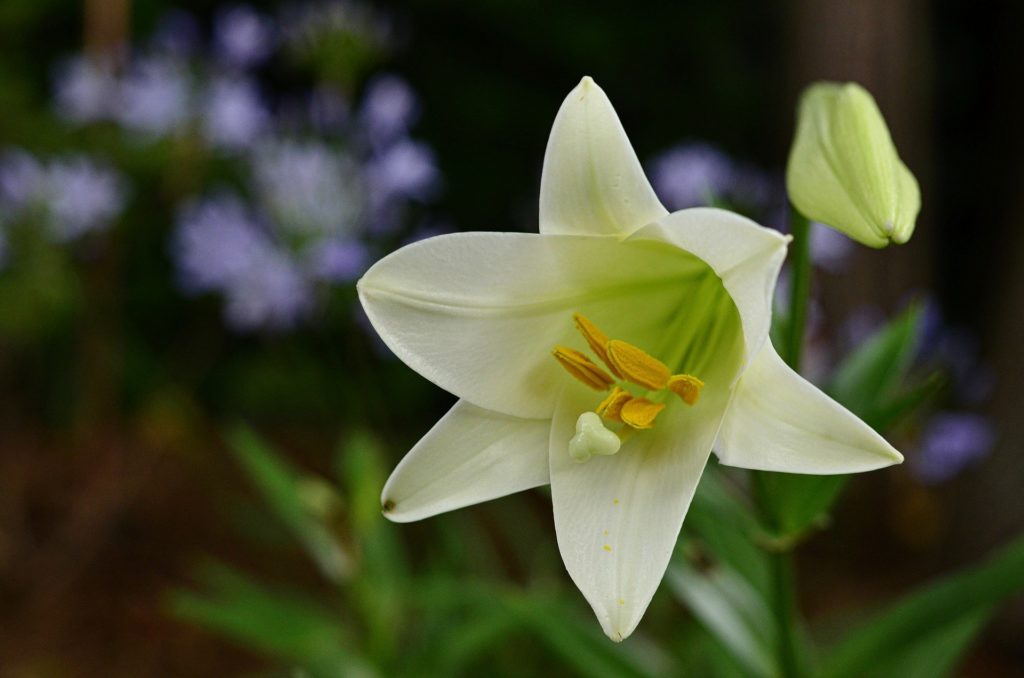 Lirio de pascua